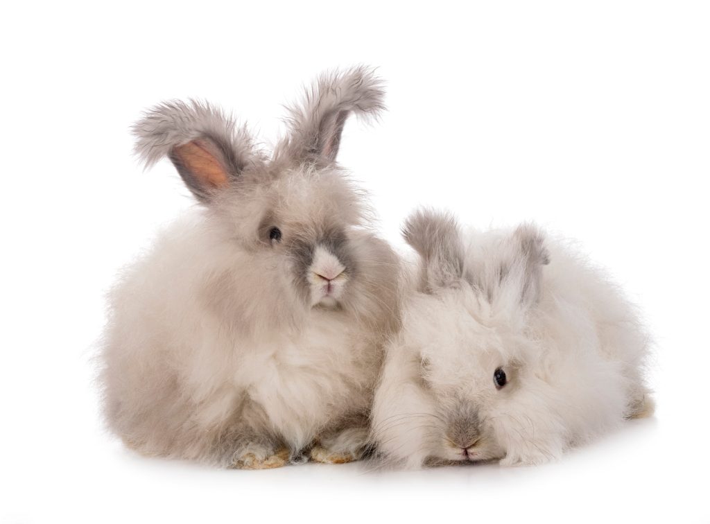Coniglio Angora