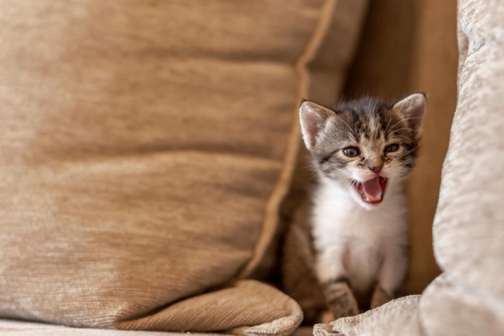 A che età il gatto diventa più affettuoso
