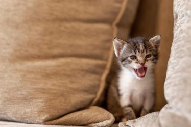A che età il gatto diventa più affettuoso