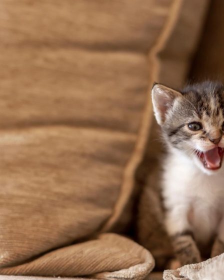A che età il gatto diventa più affettuoso