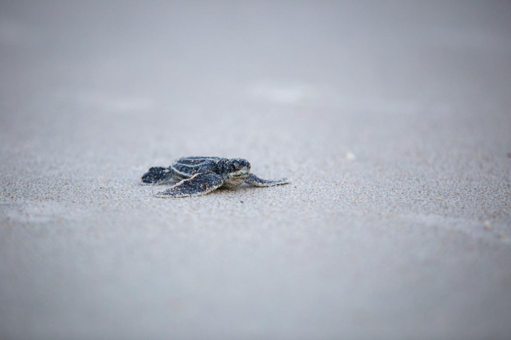 A che età le tartarughe fanno le uova