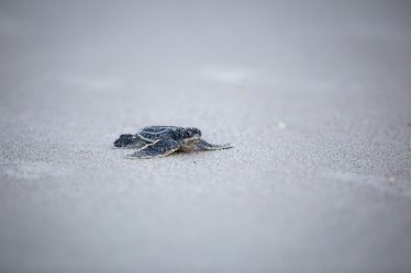 A che età le tartarughe fanno le uova