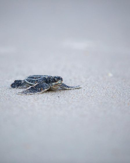 A che età le tartarughe fanno le uova