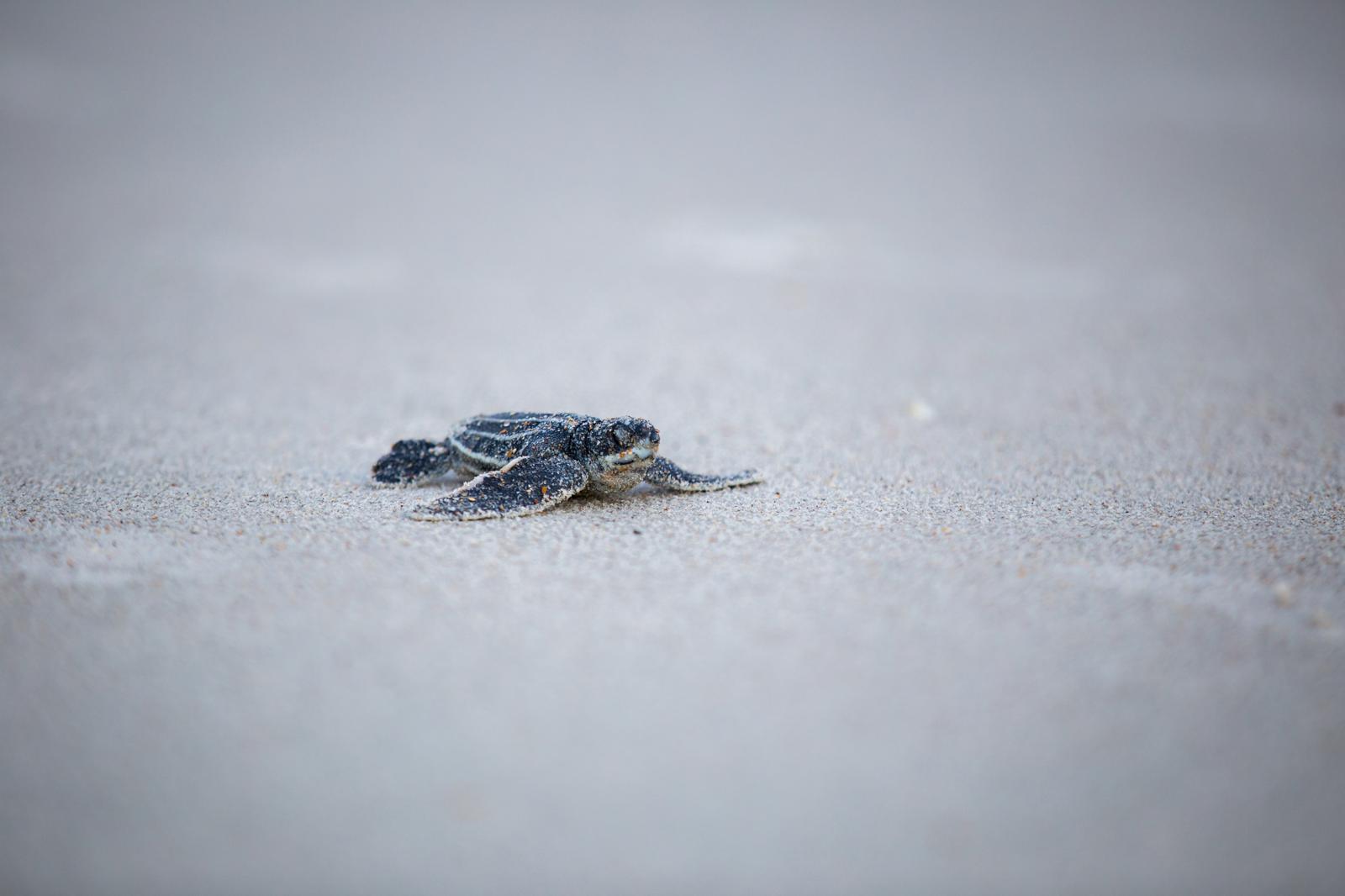 A che età le tartarughe fanno le uova