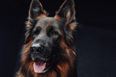 A che età un cane si calma