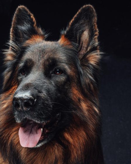 A che età un cane si calma