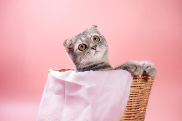 A che ora partoriscono i gatti