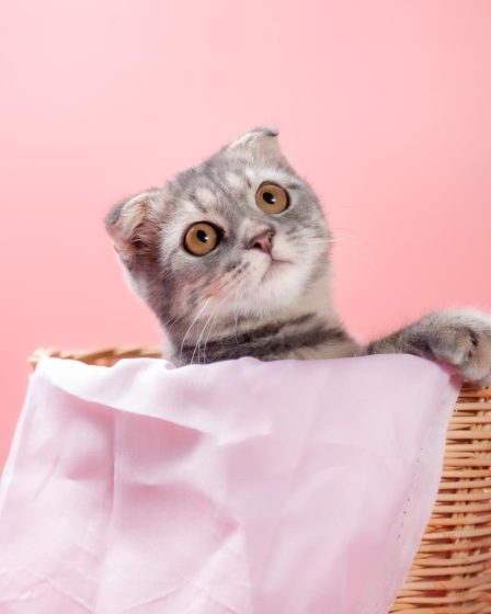 A che ora partoriscono i gatti