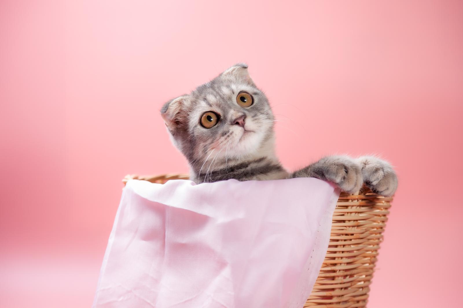 A che ora partoriscono i gatti