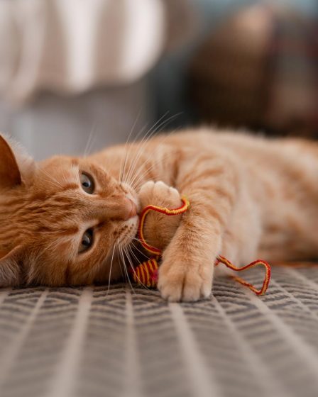 A che temperatura il gatto ha caldo