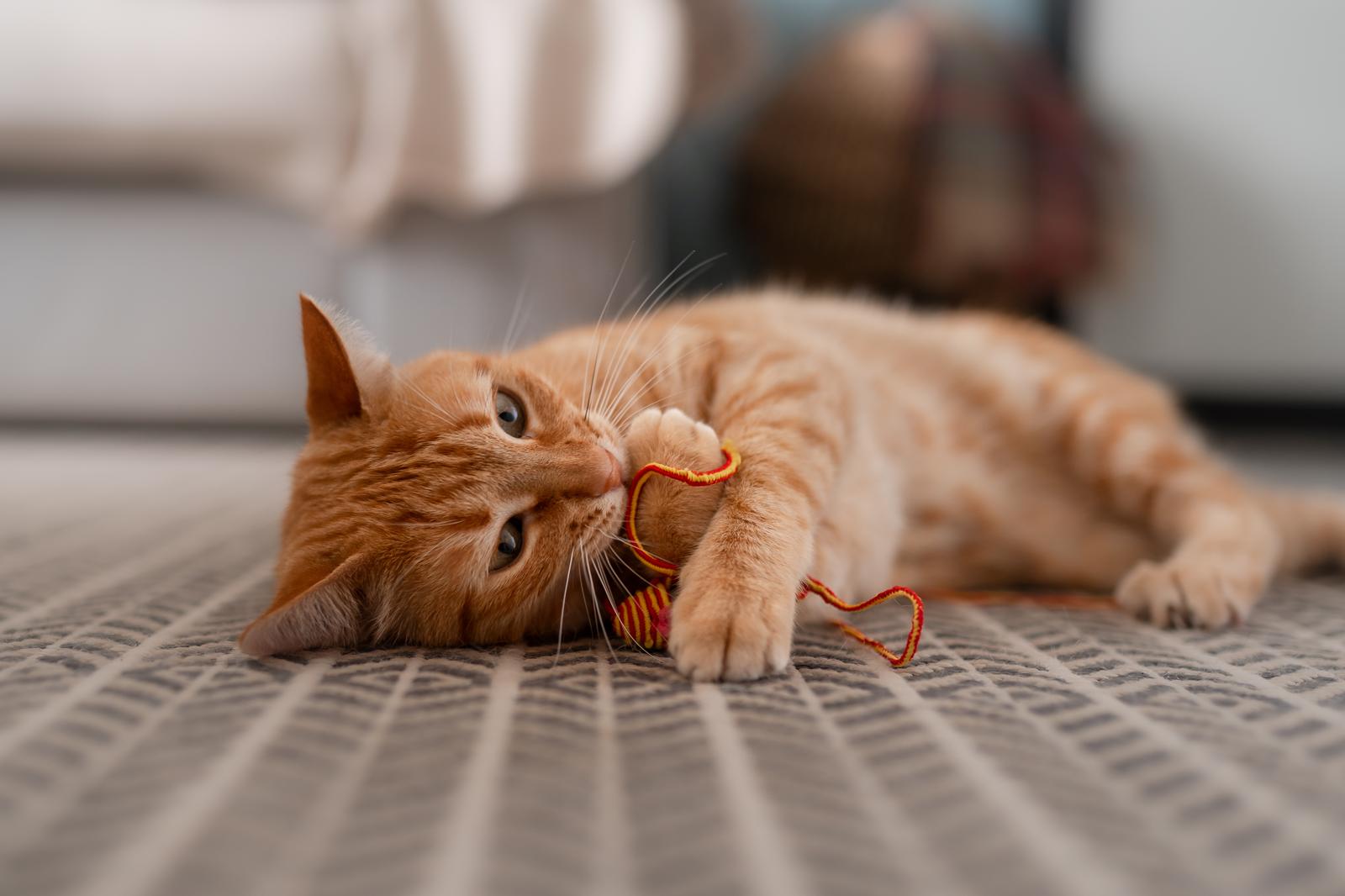 A che temperatura il gatto ha caldo