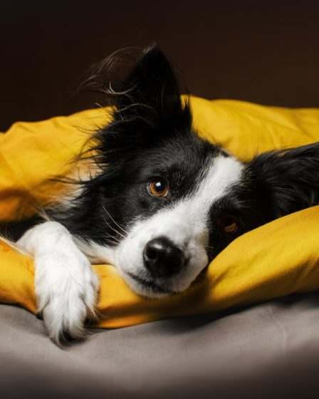 A cosa serve la coda ai cani