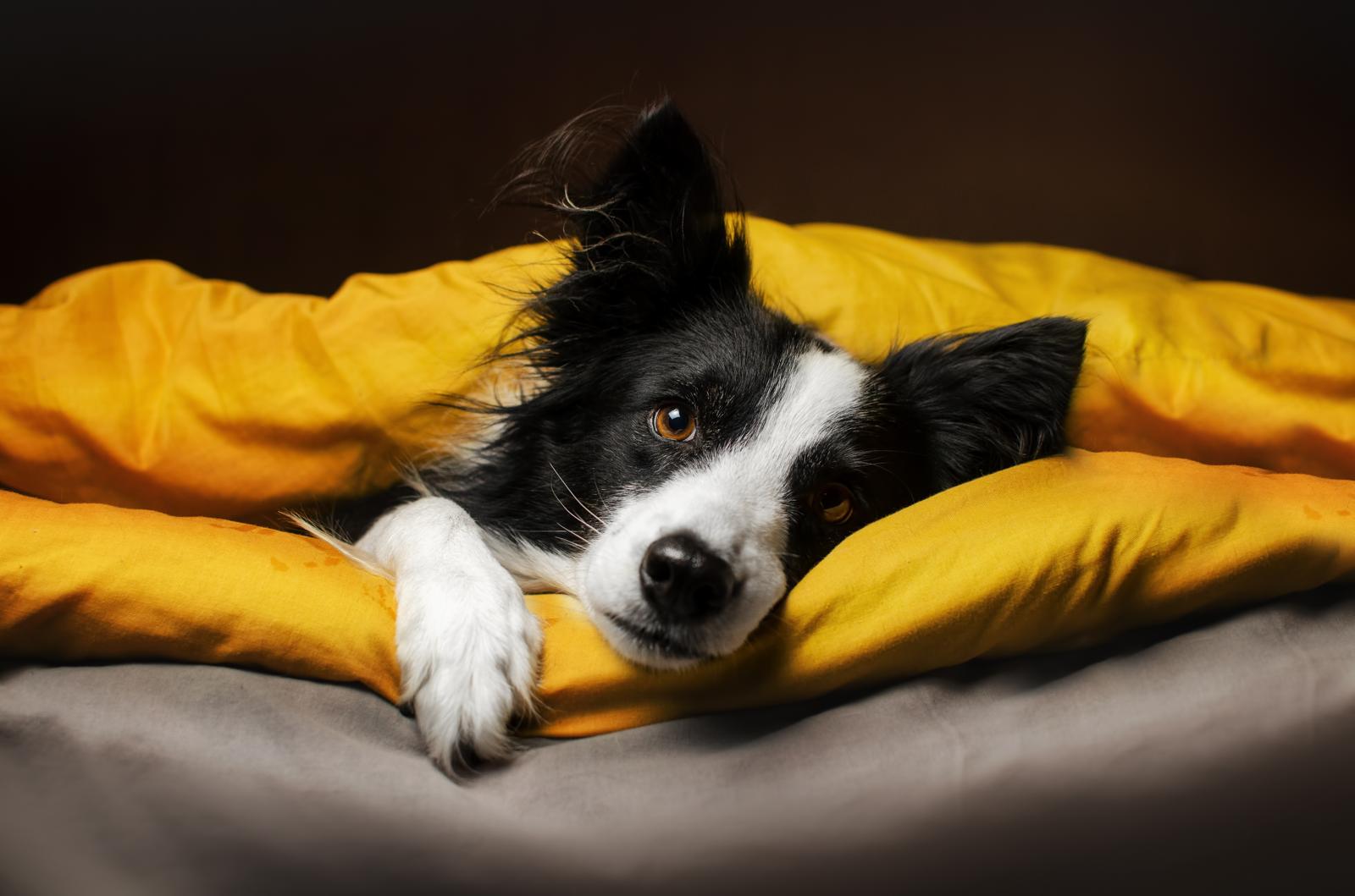 A cosa serve la coda ai cani
