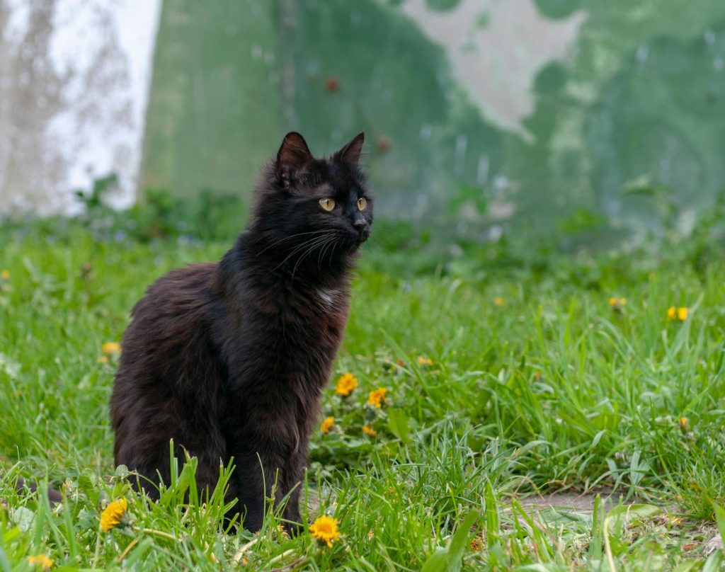 A cosa serve la coda ai gatti