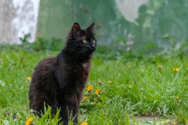 A cosa serve la coda ai gatti