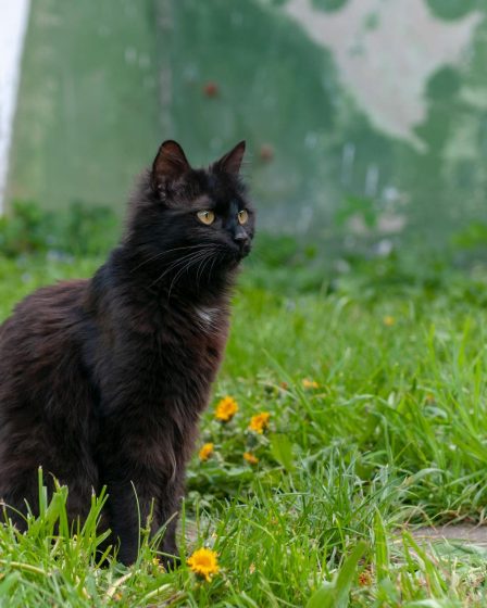 A cosa serve la coda ai gatti