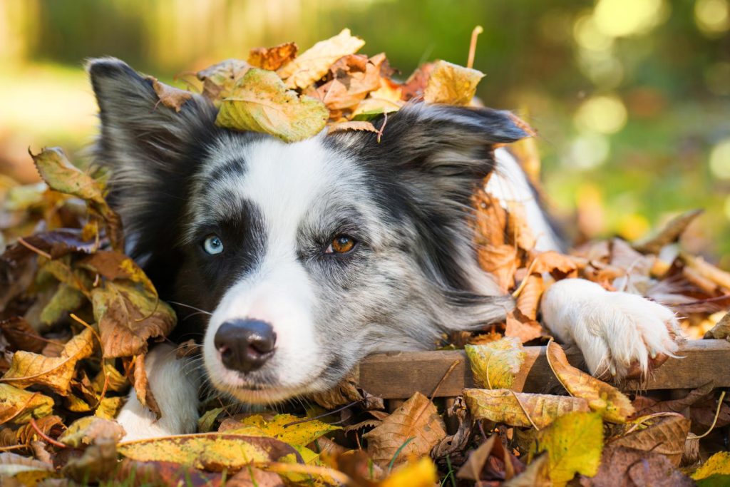 A cosa servono i baffi dei cani