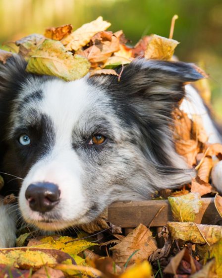A cosa servono i baffi dei cani