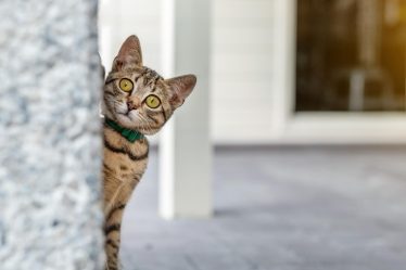 A quanti mesi si puo mettere l'antipulci al gatto