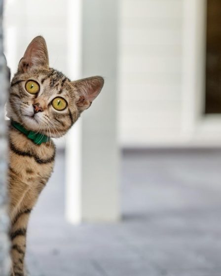 A quanti mesi si puo mettere l'antipulci al gatto