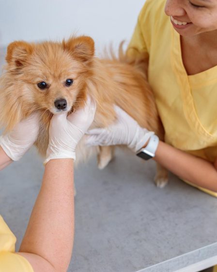 Come abbaia il cane