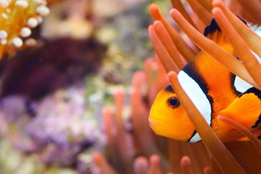 Come abbassare il ph in acquario