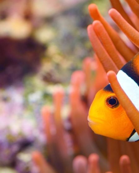 Come abbassare il ph in acquario