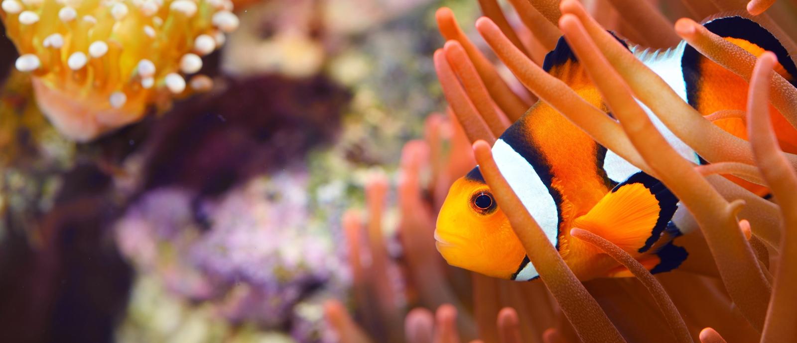 Come abbassare il ph in acquario