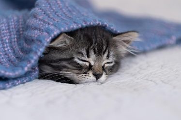 Come abituare il gatto al guinzaglio