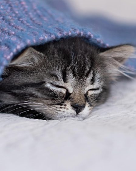 Come abituare il gatto al guinzaglio