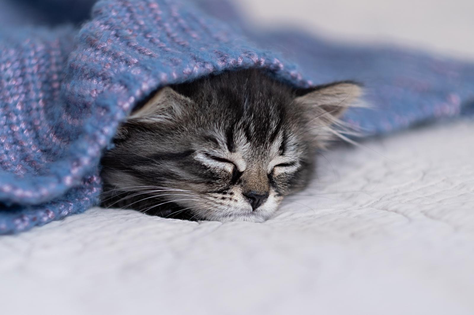 Come abituare il gatto al guinzaglio