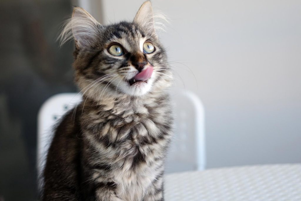 Come abituare il gatto alla lettiera