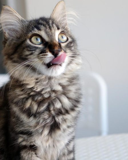 Come abituare il gatto alla lettiera