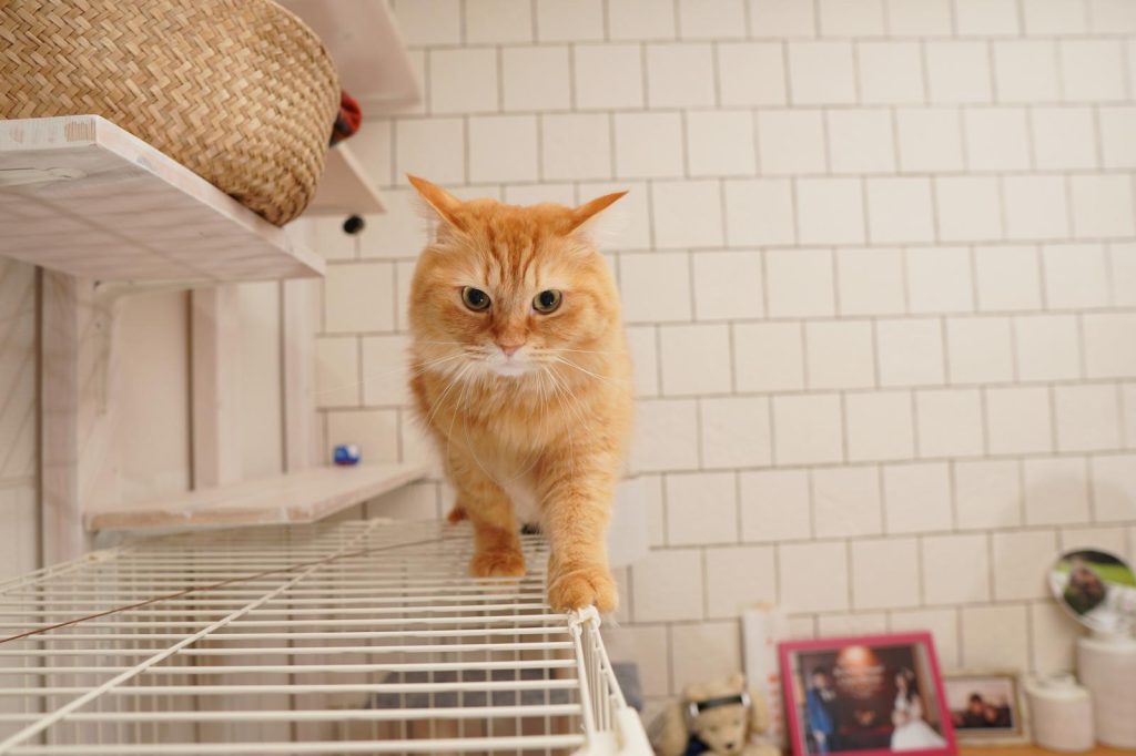 Come abituare un gatto a stare in casa
