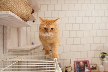 Come abituare un gatto a stare in casa