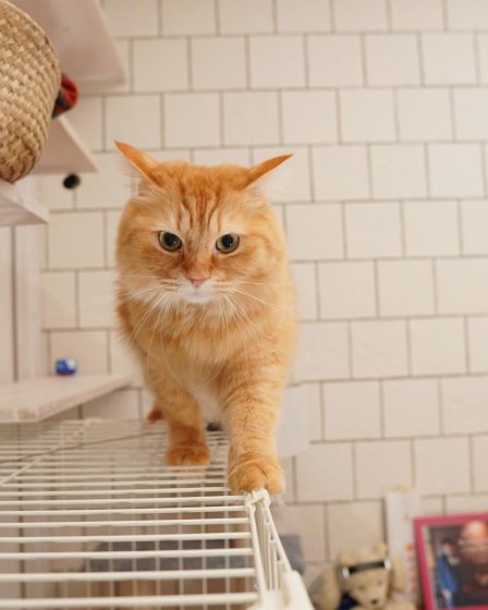 Come abituare un gatto a stare in casa