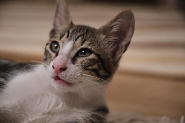 Come abituare un gatto adulto a stare in casa