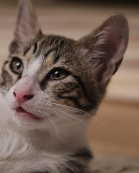 Come abituare un gatto adulto a stare in casa