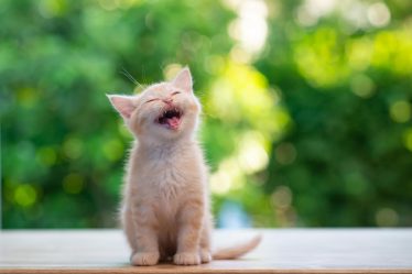 Come accarezzare un gatto