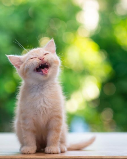 Come accarezzare un gatto