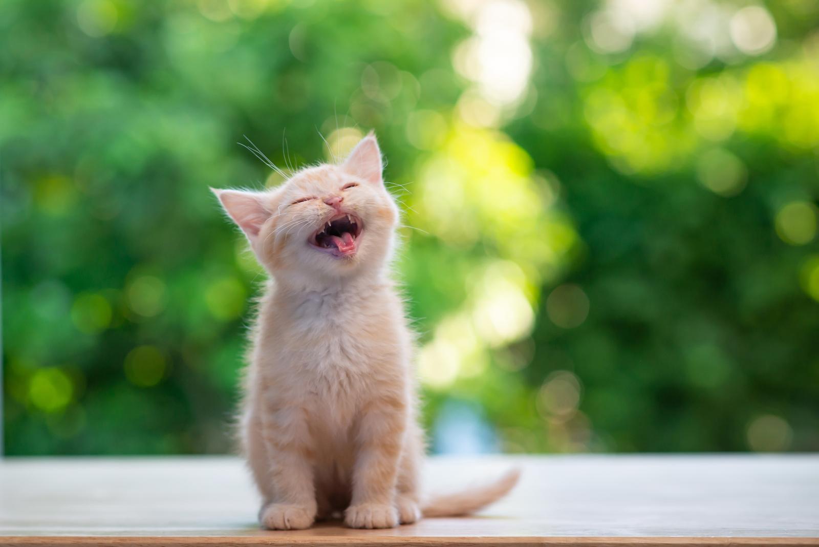 Come accarezzare un gatto