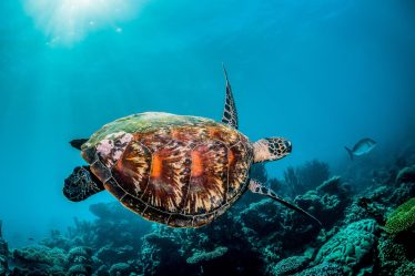 Come accudire una tartaruga di terra piccola