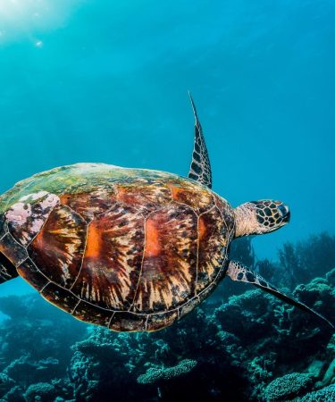 Come accudire una tartaruga di terra piccola