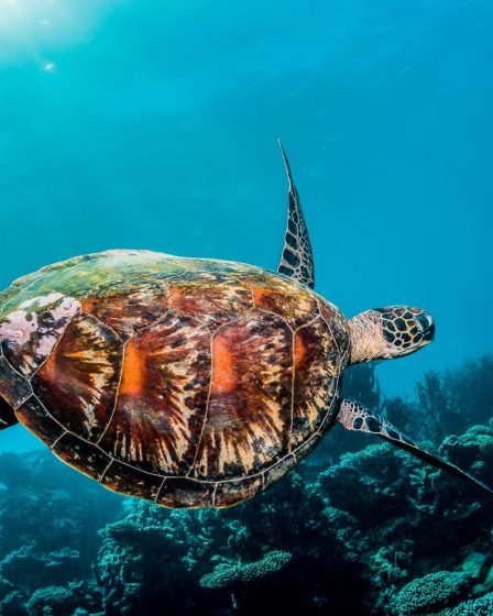 Come accudire una tartaruga di terra piccola