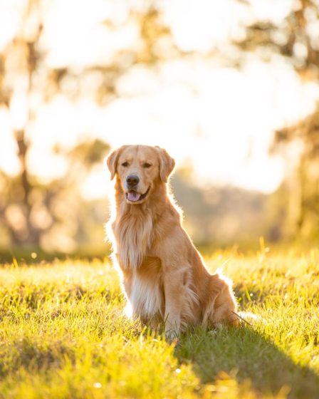 Come addestrare un cane