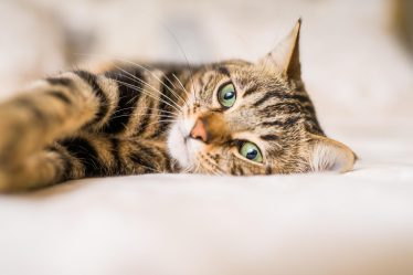 Come addestrare un gatto