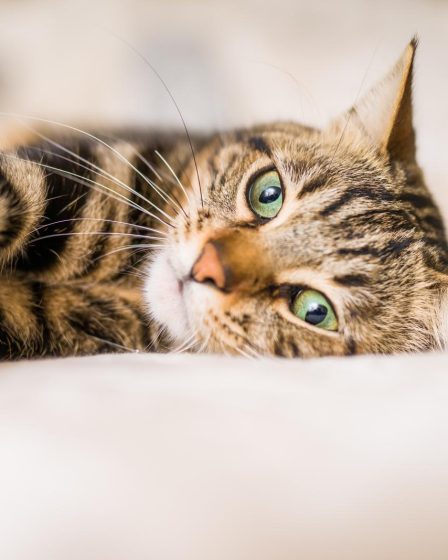 Come addestrare un gatto