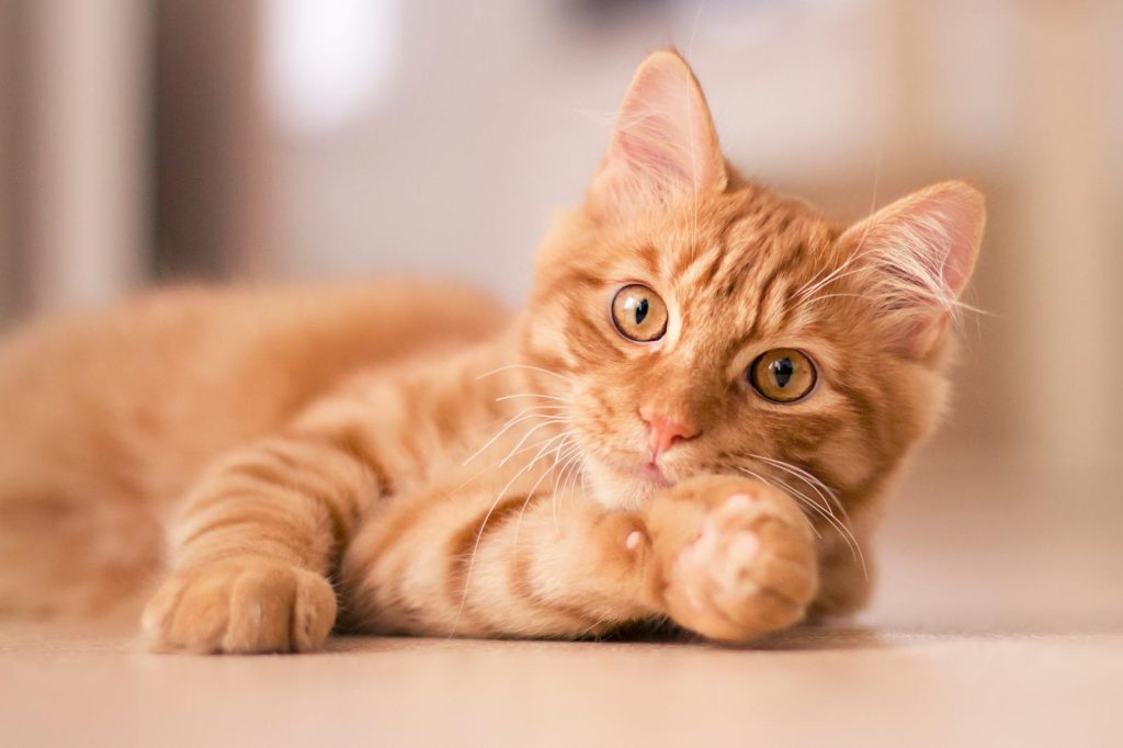 Come addomesticare un gatto