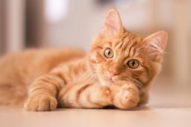 Come addomesticare un gatto