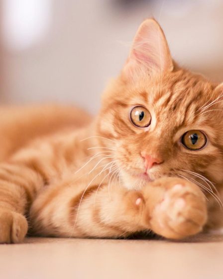 Come addomesticare un gatto